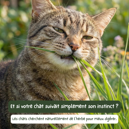 Stick'Herbe® — sticks à l'herbe à chat