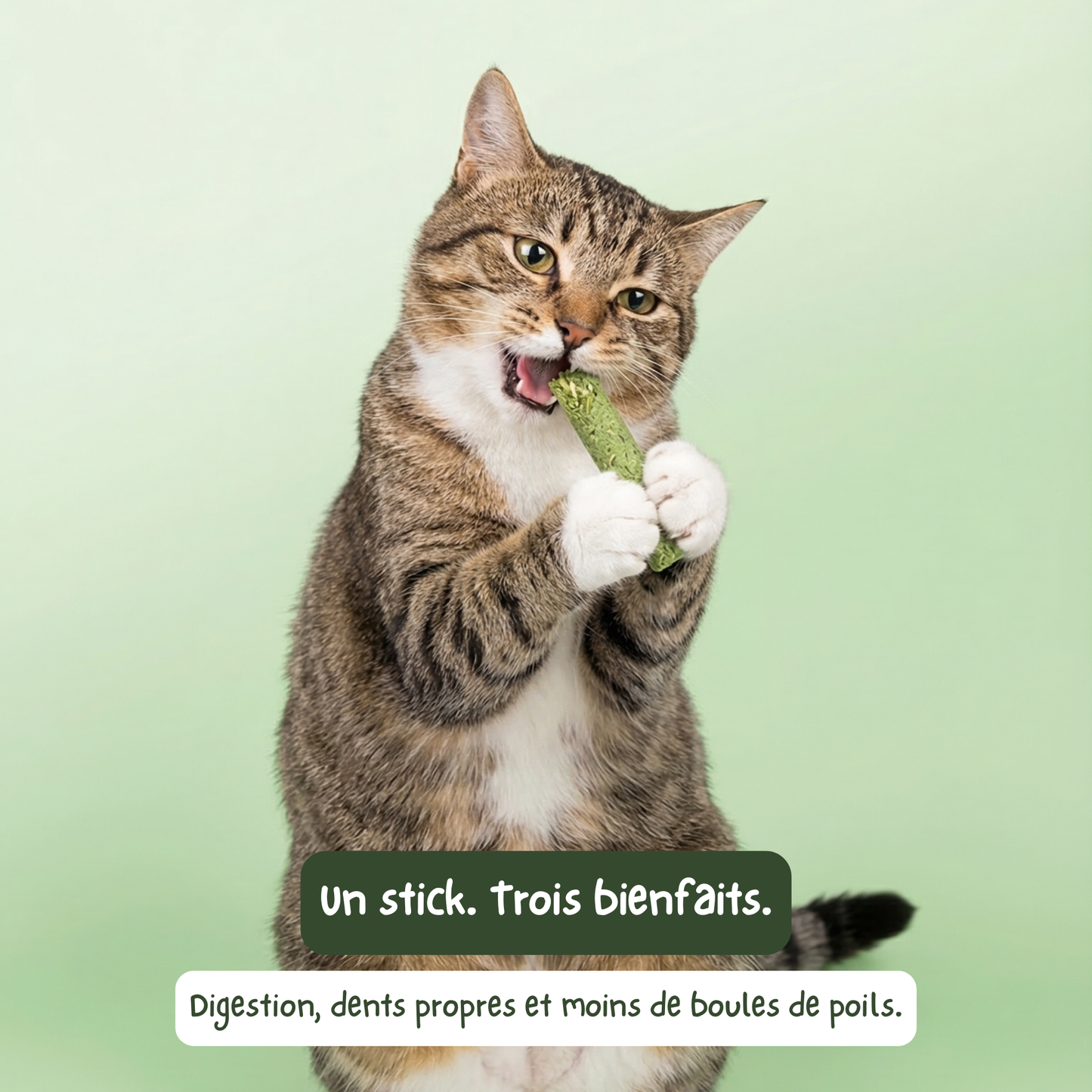 Stick'Herbe® — sticks à l'herbe à chat