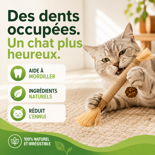 Bâton'Vine® — Bâtonnets Matatabi à mâcher · Silvervine & sisal