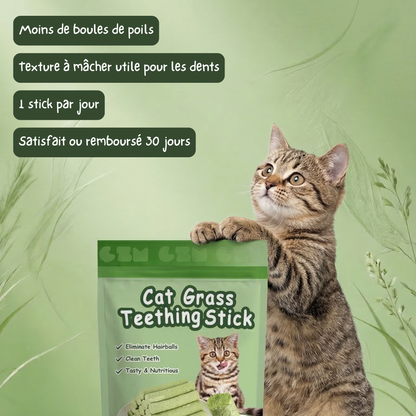 Stick’Herbe® — sticks à herbe à chat